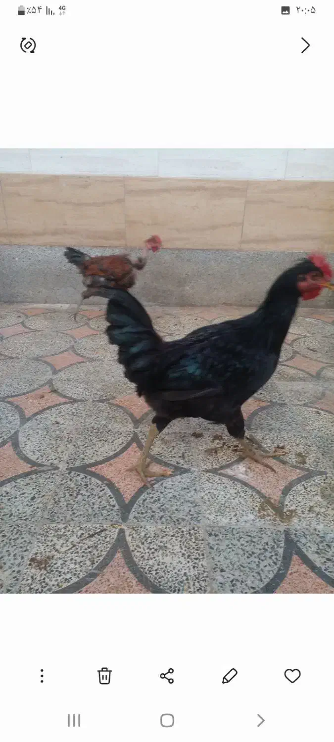 فروشی|حیوانات مزرعه|شیراز, گویم|دیوار