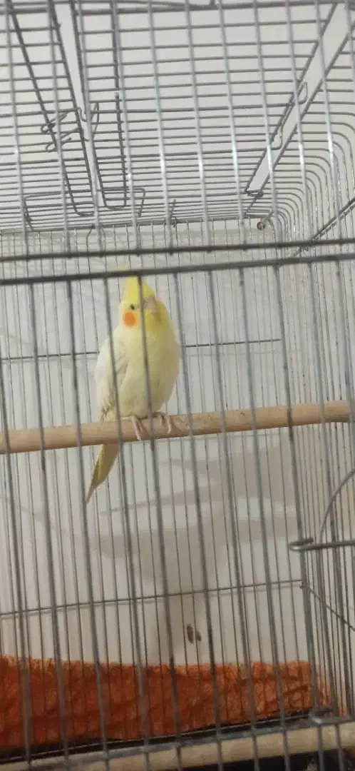 عروس هولندی لوتینو|پرنده|بندر امام خمینی, |دیوار