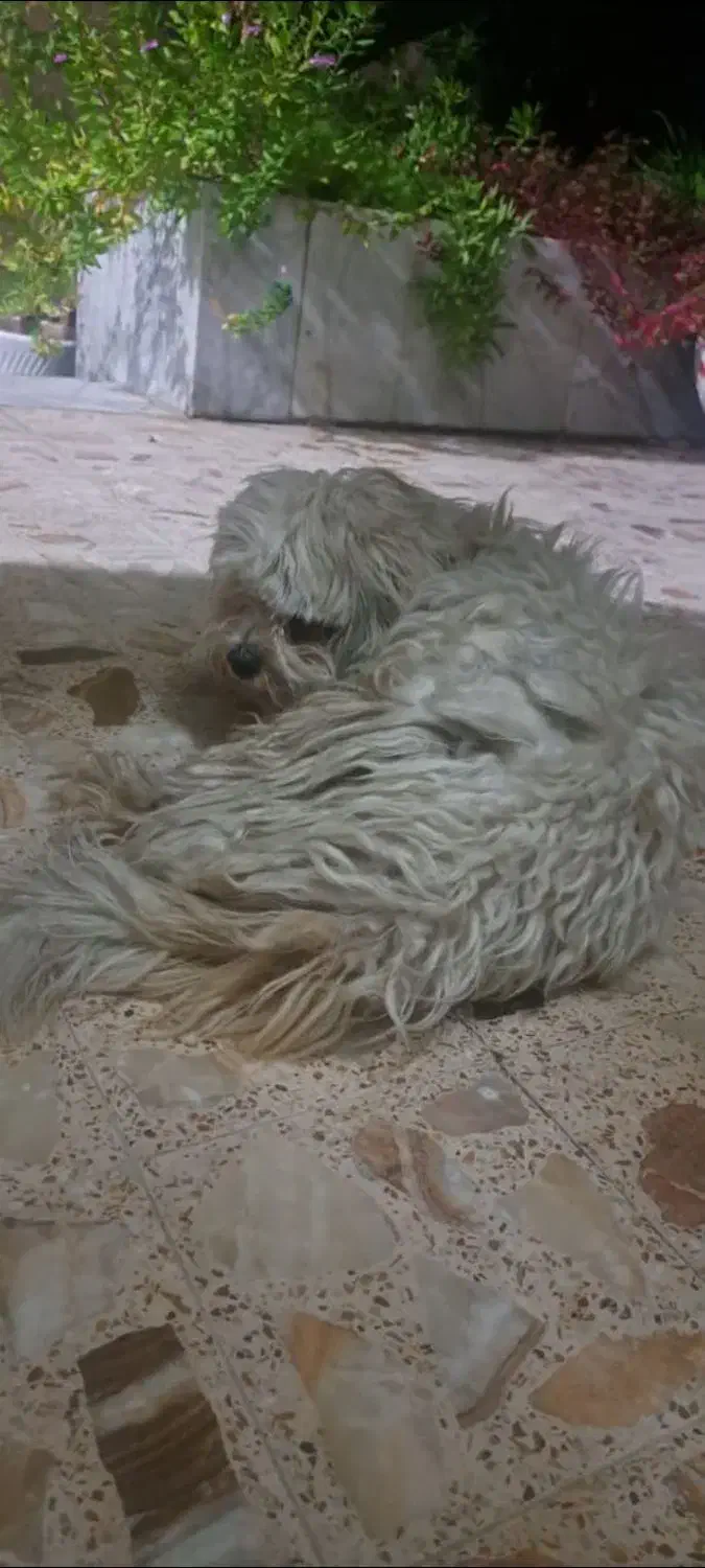 واگذاری رایگان سگ شیتزو|سگ|فسا, |دیوار