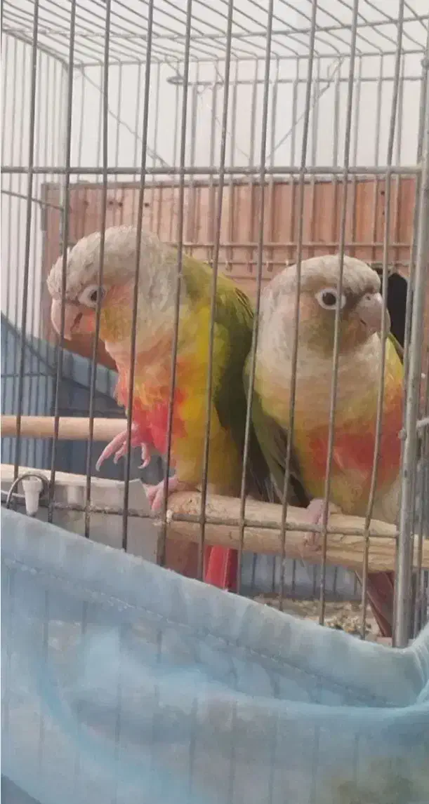 جفت گرینچیک آناناسی|پرنده|طبس, |دیوار