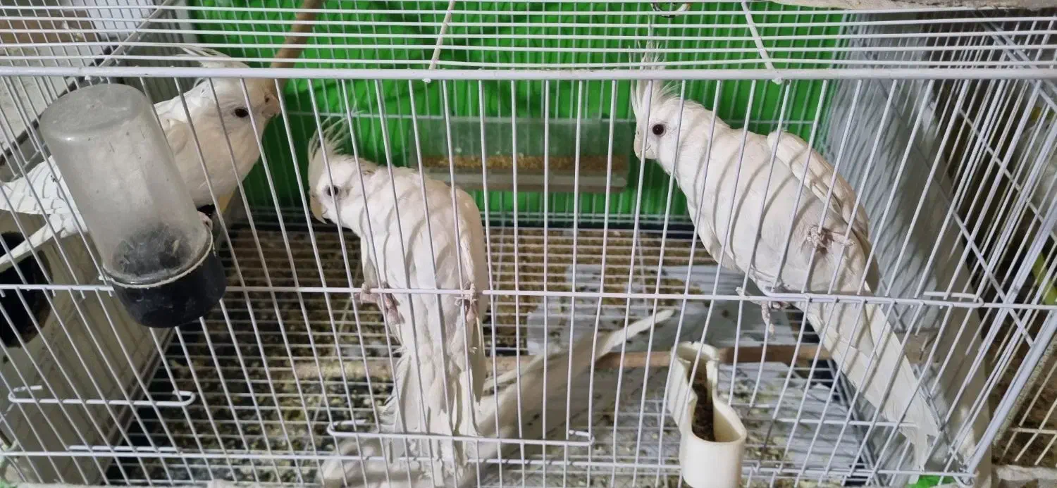 عروس هلندی کوتوله قناری شاه طوطی ملنگو|پرنده|مشهد, حیدرآباد|دیوار