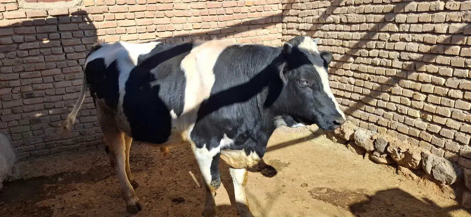 گوساله نر پروار شده|حیوانات مزرعه|اقلید, |دیوار