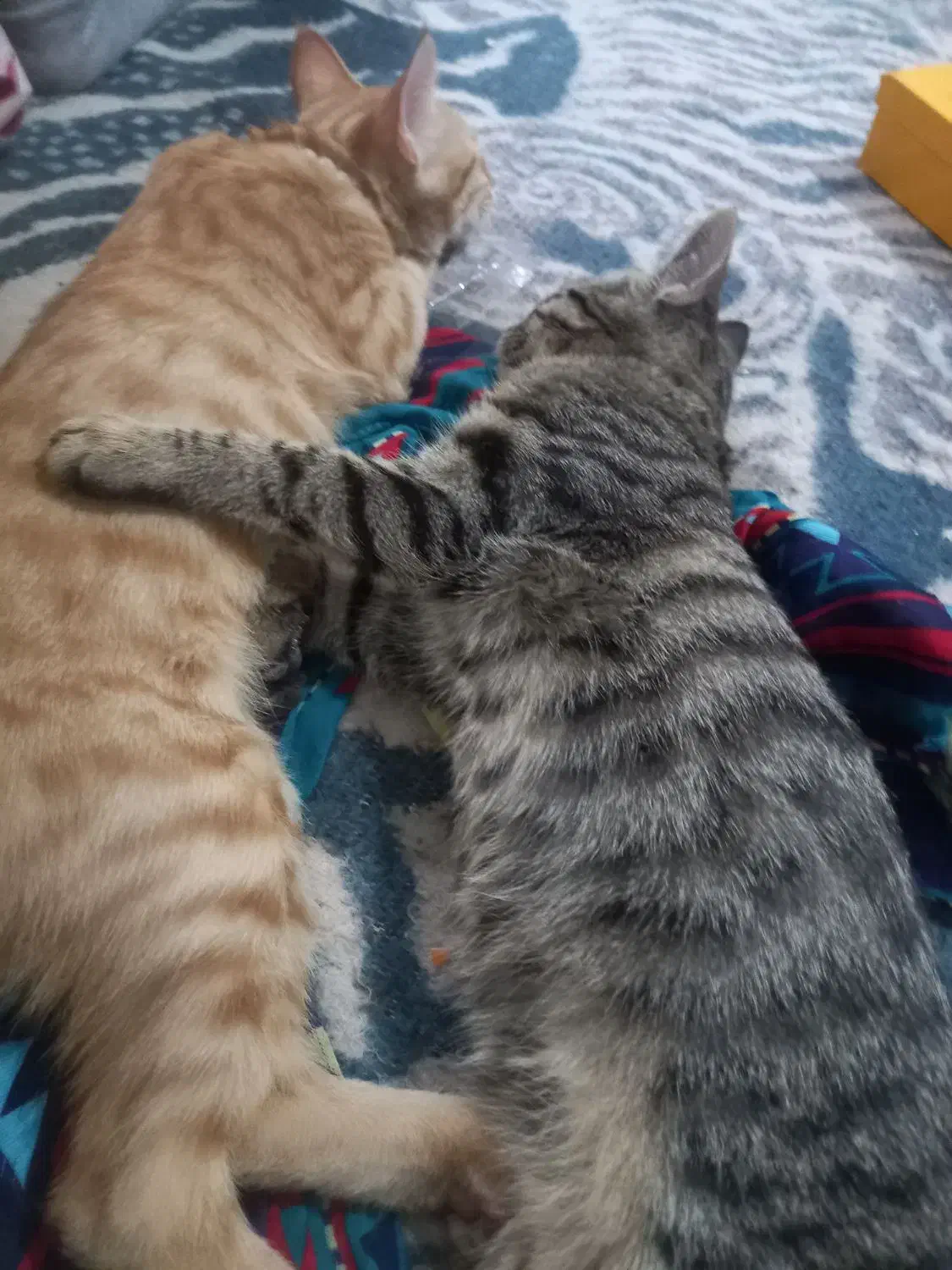 بچه گربه مجانی|گربه|نظرآباد, نظرآباد|دیوار