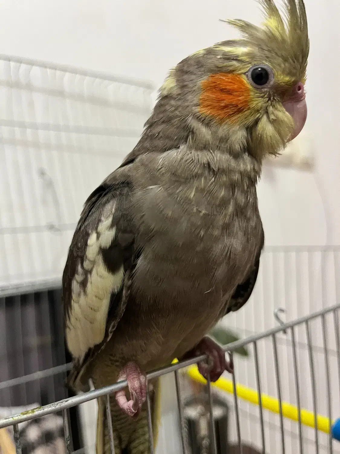 گم شده|حیوانات|بهبهان, |دیوار