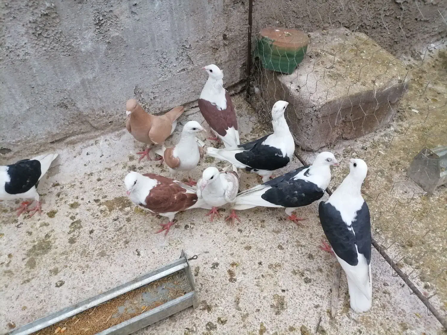 8عدد دو کتی اسپرت ویک ماده قره زرد|پرنده|بهبهان, |دیوار