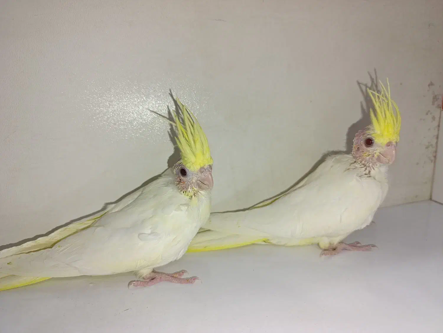 پرنده عروس هلندی|پرنده|قم, انصارالحسین|دیوار