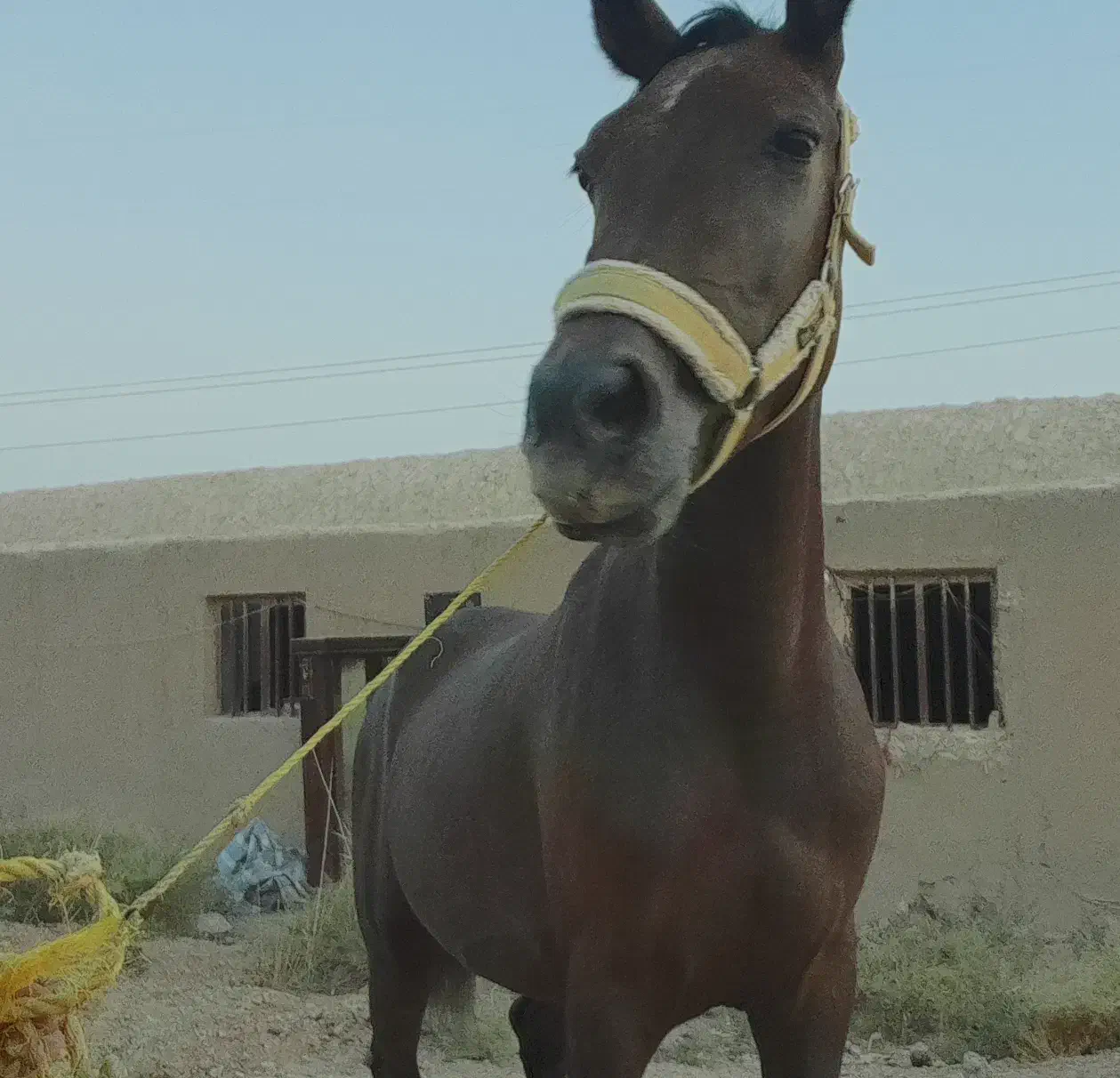 مادیان کرد ۲ساله|اسب و تجهیزات اسبسواری|جوادآباد, |دیوار