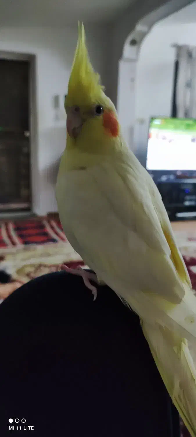 عروس هلندی ماده|پرنده|شیرود, |دیوار