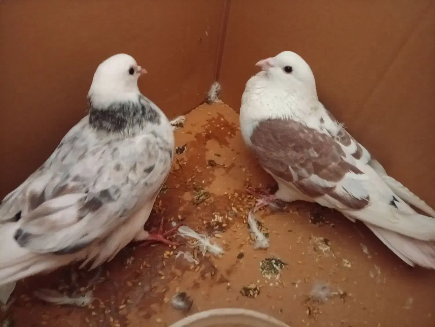 کبوتر|پرنده|دورود, |دیوار