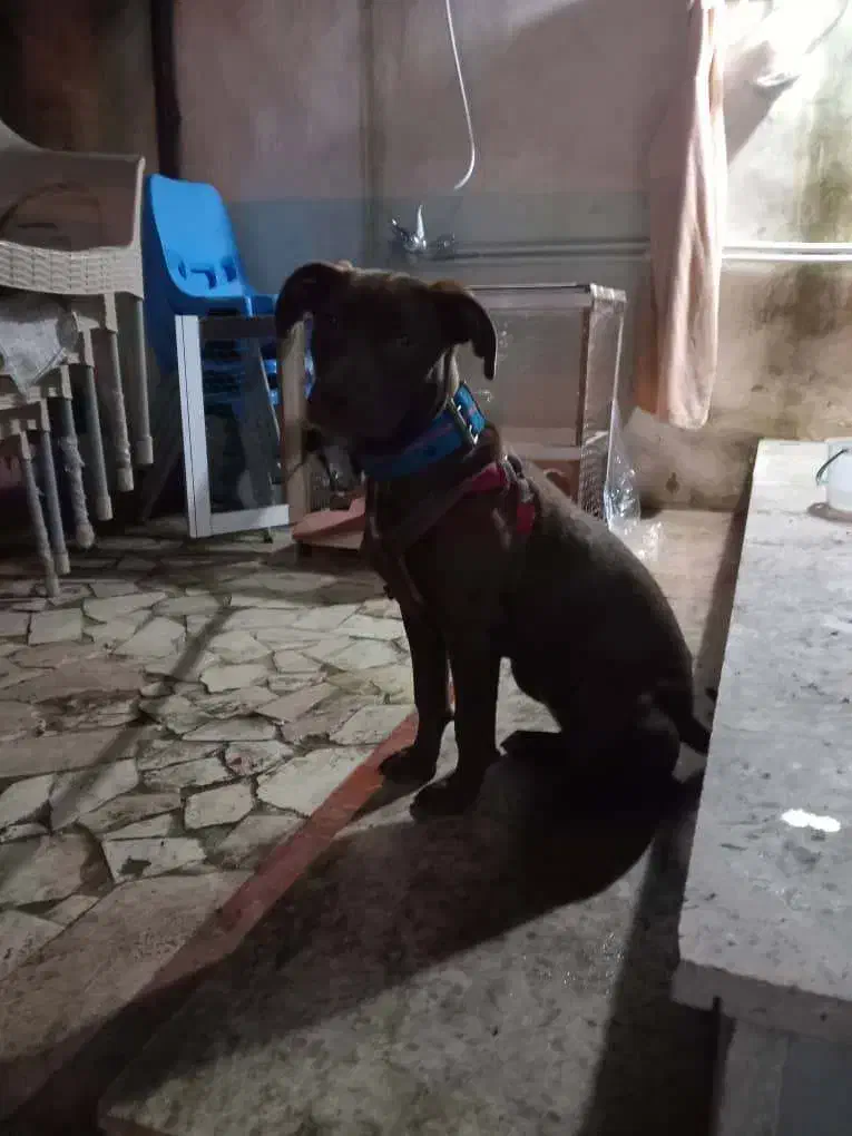 یک قلاده سگ پیتبول آمریکایی|سگ|آستارا, |دیوار