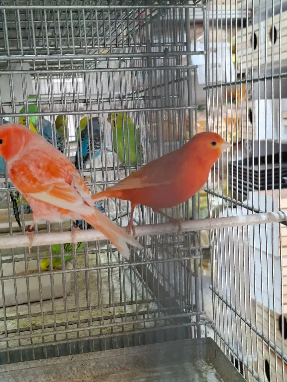 قناری رسمی و رد فکتور|پرنده|اندیشه, اندیشه فاز ۲|دیوار