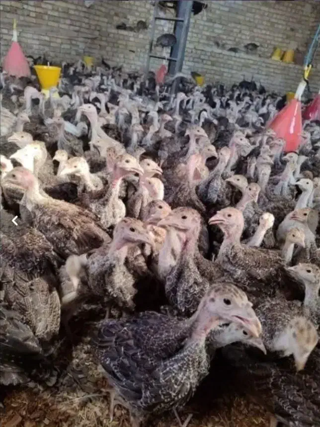 جوجه بوقلمون بیوتی وبرنز۱ روزه الی ۲ماه تخم نطفه د|حیوانات مزرعه|تهران, جوادیه|دیوار