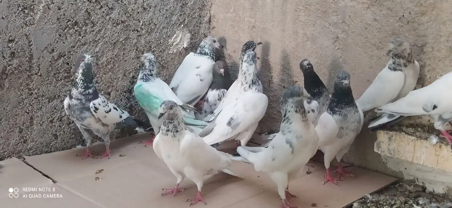 بیست کبوتر پاکستانی|پرنده|خورموج, |دیوار