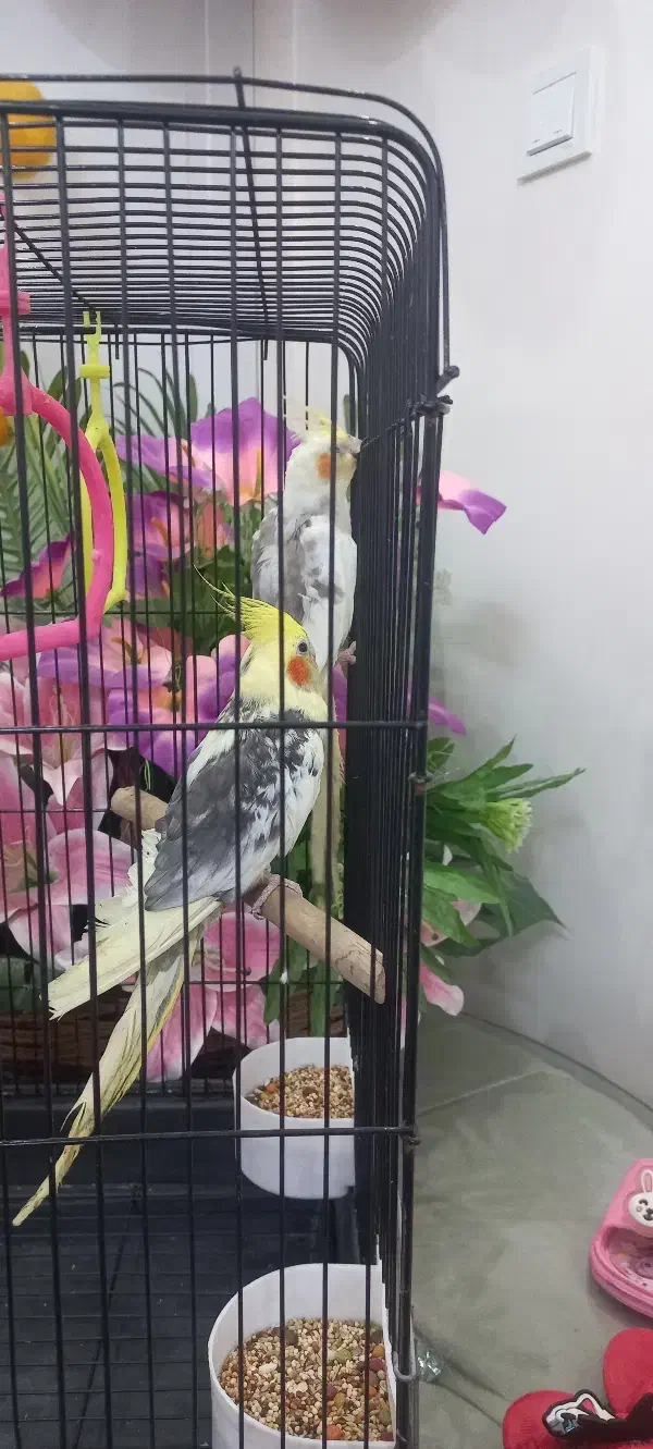 عروس هلندی|پرنده|تهران, افسریه شمالی|دیوار