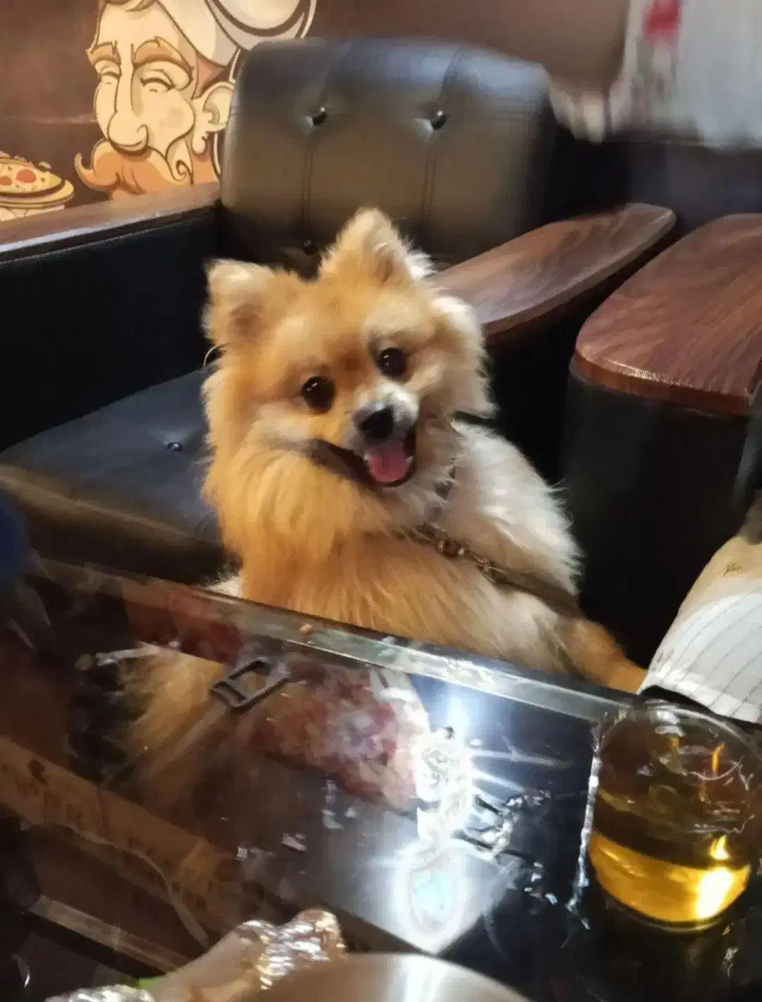 سگ پامر 1 ساله|سگ|زاهدان, |دیوار