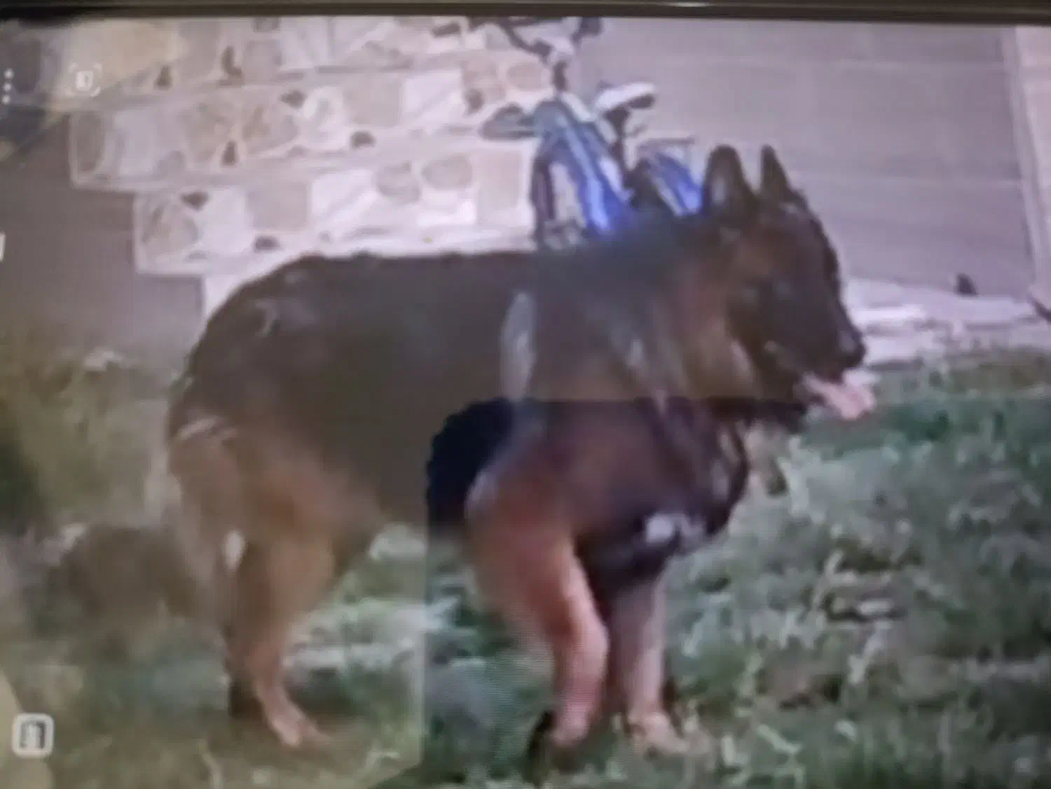 گم شده|حیوانات|سنگر, |دیوار