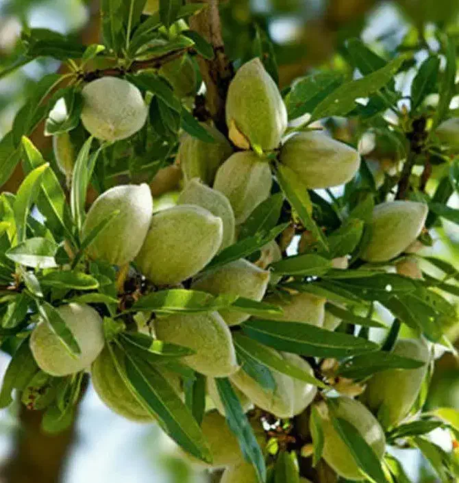 تولید و فروش نهال بادام مامایی|خدمات باغبانی و درختکاری|شاهین دژ, |دیوار