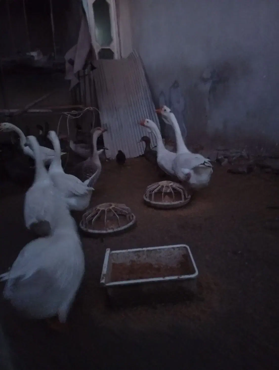 غازلیندا شب یلدا|حیوانات مزرعه|بابکان, |دیوار