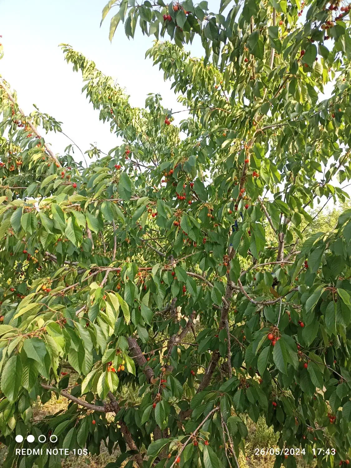 فروش یک قطعه باغ|فروش دفتر صنعتی، کشاورزی، تجاری|خمین, |دیوار