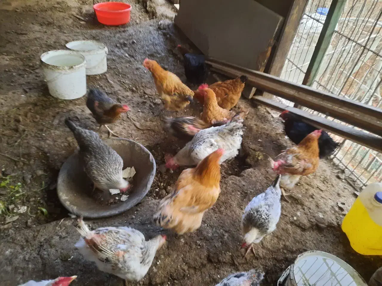 ۱۰  عدد مرغ   و ۱  خروس|حیوانات مزرعه|کوهسار (البرز), |دیوار