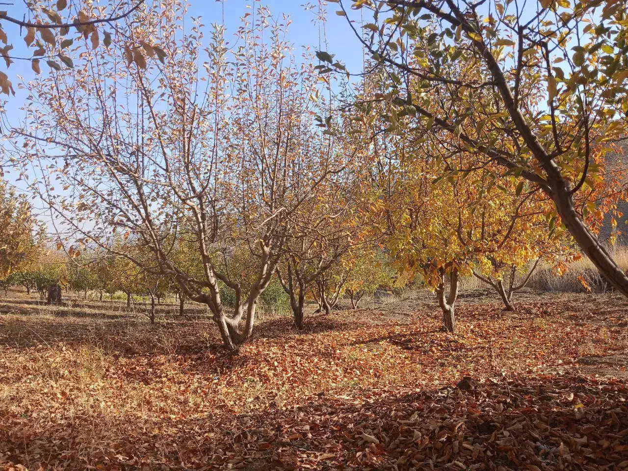 روغن حیوانی گوسفند ی کرمانشاه ی|خوردنی و آشامیدنی|اصفهان, سرچشمه|دیوار