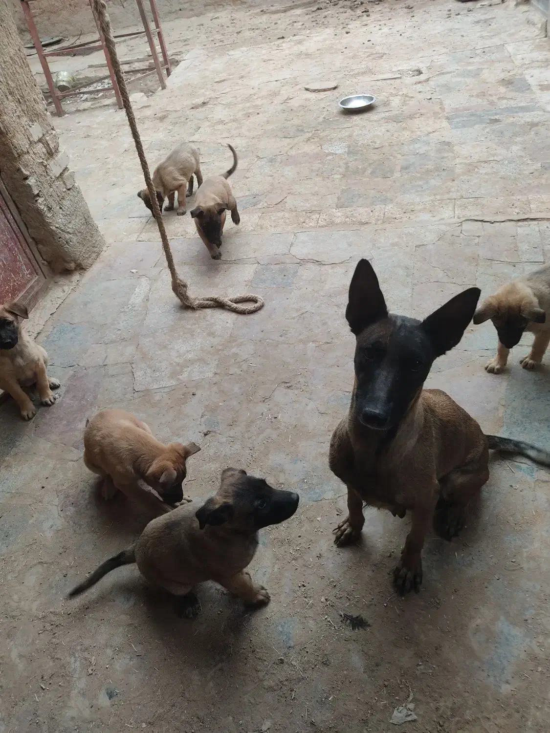 واگذاری توله سگ|سگ|یزد, |دیوار