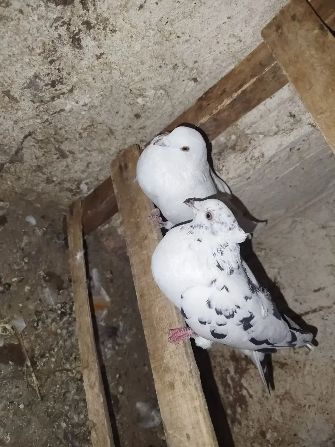 کبوتر|پرنده|دورود, |دیوار