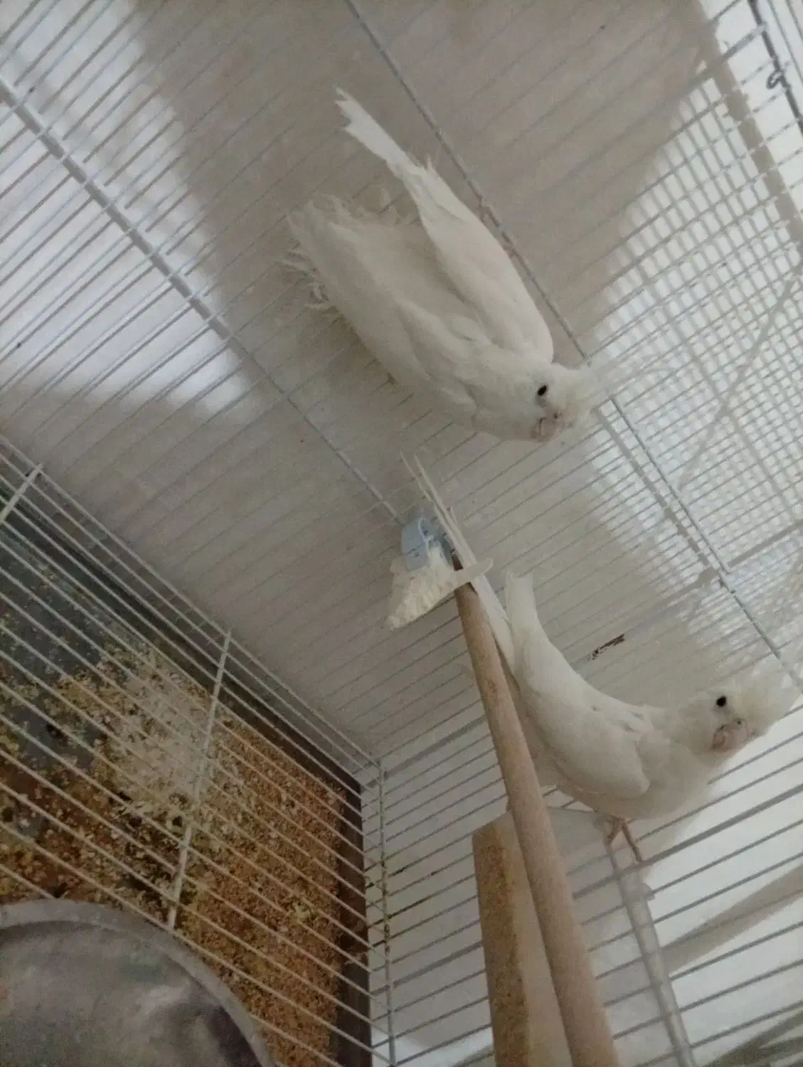 عروس هلندی|پرنده|دوگنبدان, |دیوار