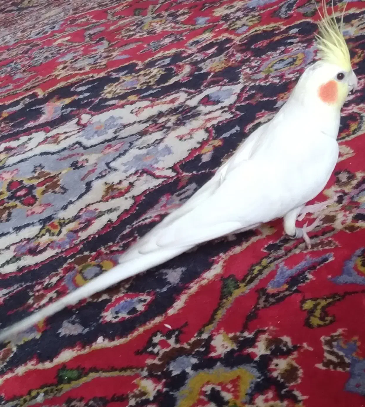 کمکم کنین عروس هلندیم گم شده|پرنده|فردوسیه, |دیوار