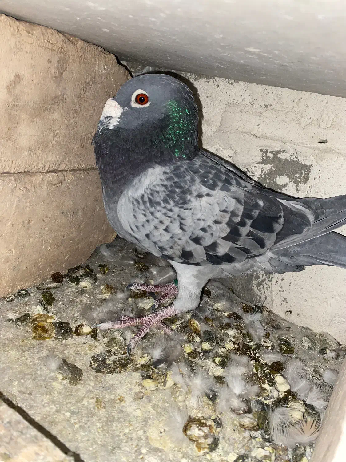 کبوتر پلاکی|پرنده|نورآباد ممسنی, |دیوار