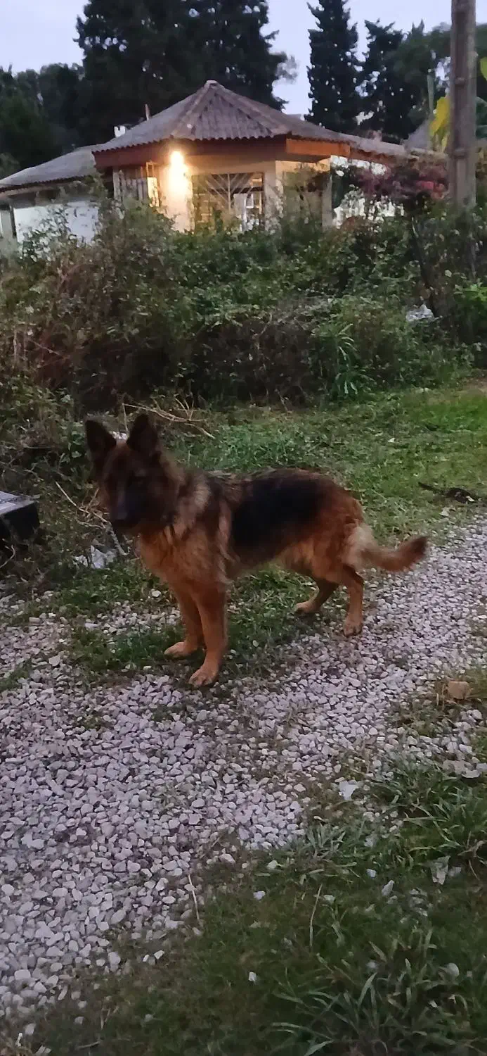 ژرمن شیپرد دوساله جنسیت ماده|سگ|عباسآباد, |دیوار