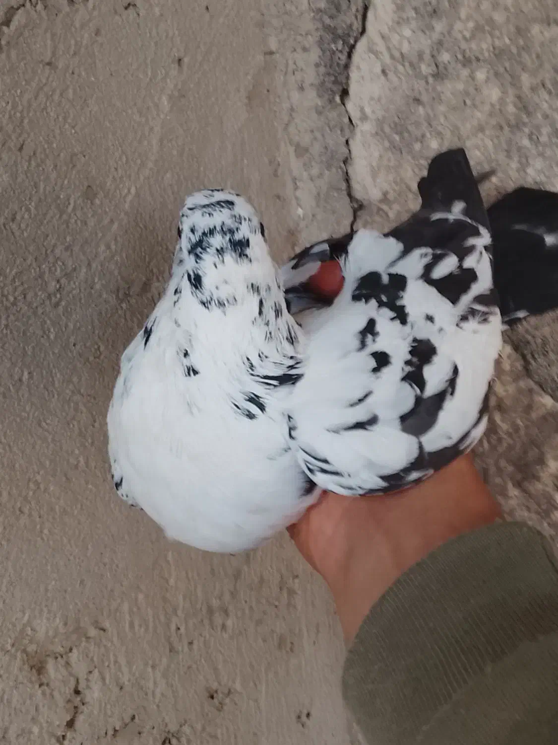 کبوتر|پرنده|مشگین شهر, |دیوار