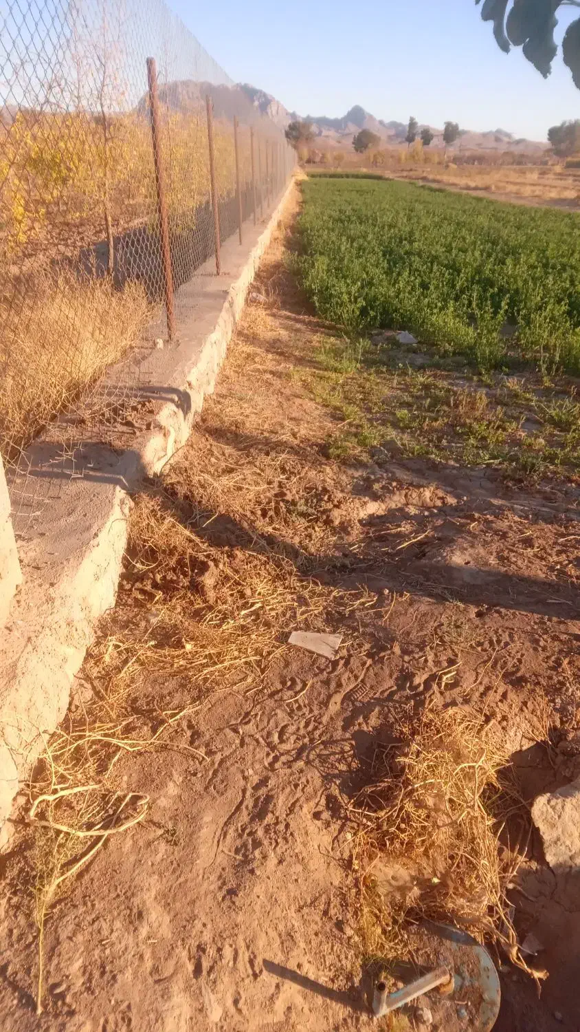 زمین کشاورزی|فروش دفتر صنعتی، کشاورزی، تجاری|خوسف, |دیوار