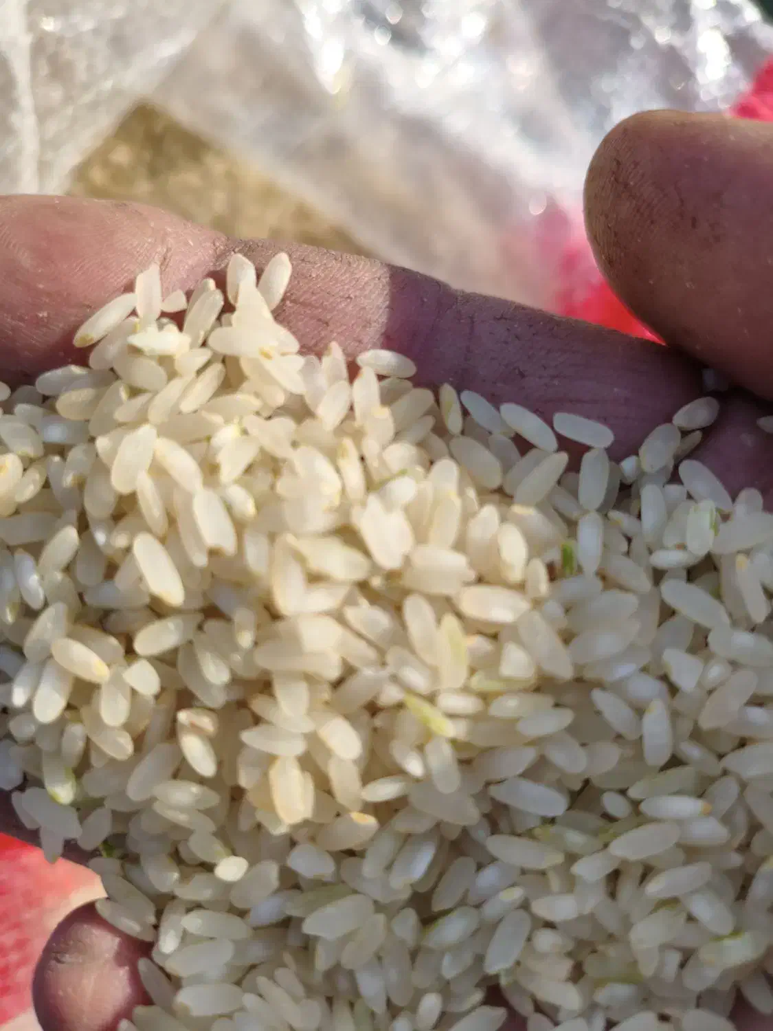 برنج درجه یک کامفیروزی|خوردنی و آشامیدنی|بروجن, |دیوار