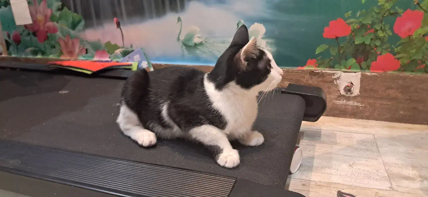 گربه نر|گربه|ساری, |دیوار