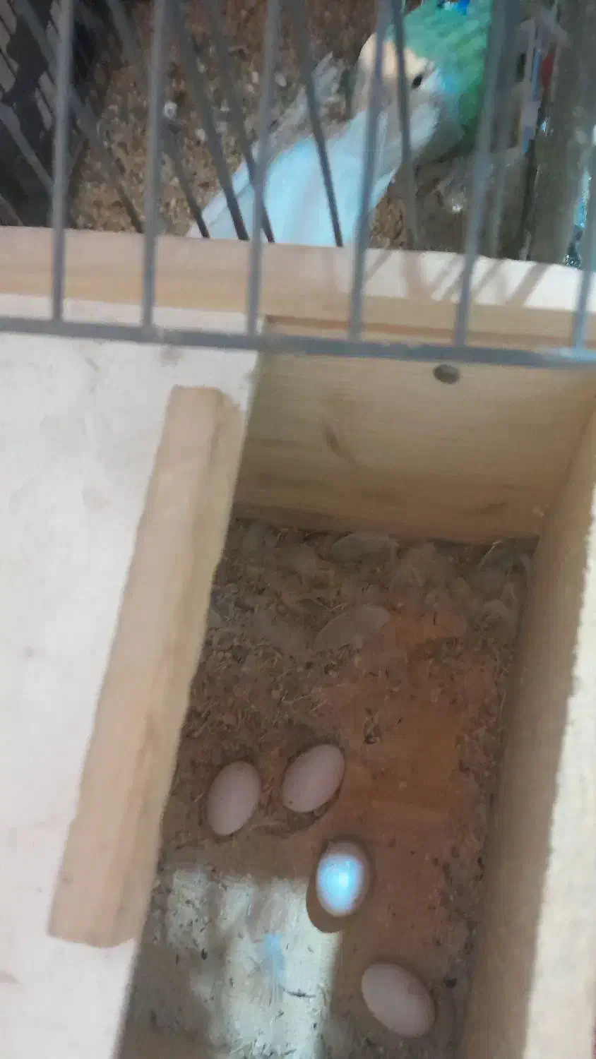 یک جفت طوطی برزیلی|پرنده|صومعه‌سرا, |دیوار