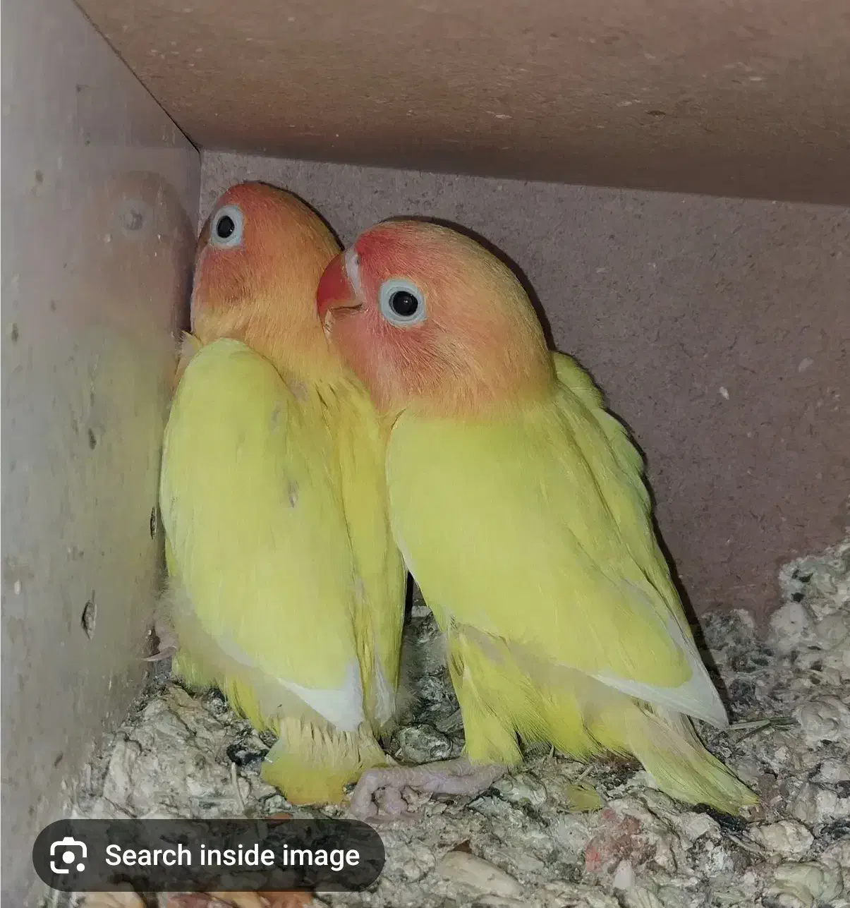 جوجه کوتوله گمشده|حیوانات|یزد, |دیوار