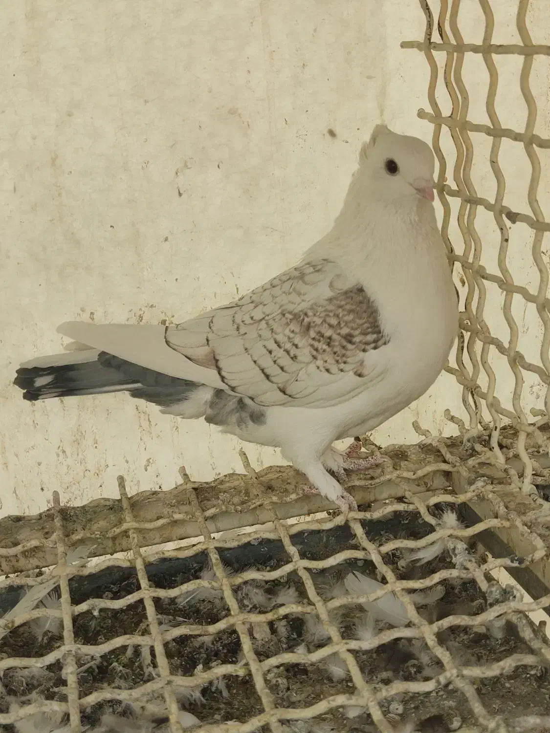 کفتر بلژیکی وشازده زرد زیبا|پرنده|تهران, انبار نفت|دیوار