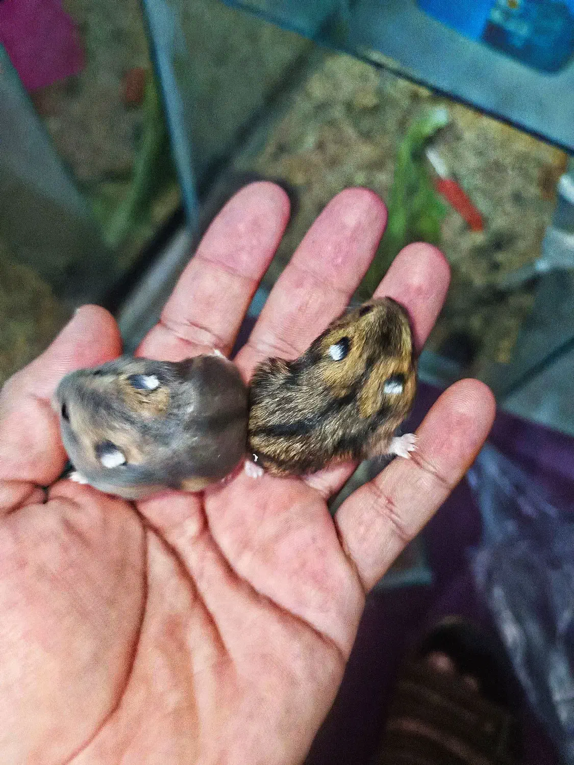 همستر مینیاتوری|موش و خرگوش|بافق, |دیوار