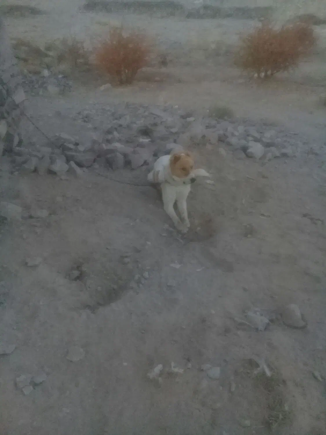 سگ ۶ ماهه قلدر|سگ|قهستان, |دیوار