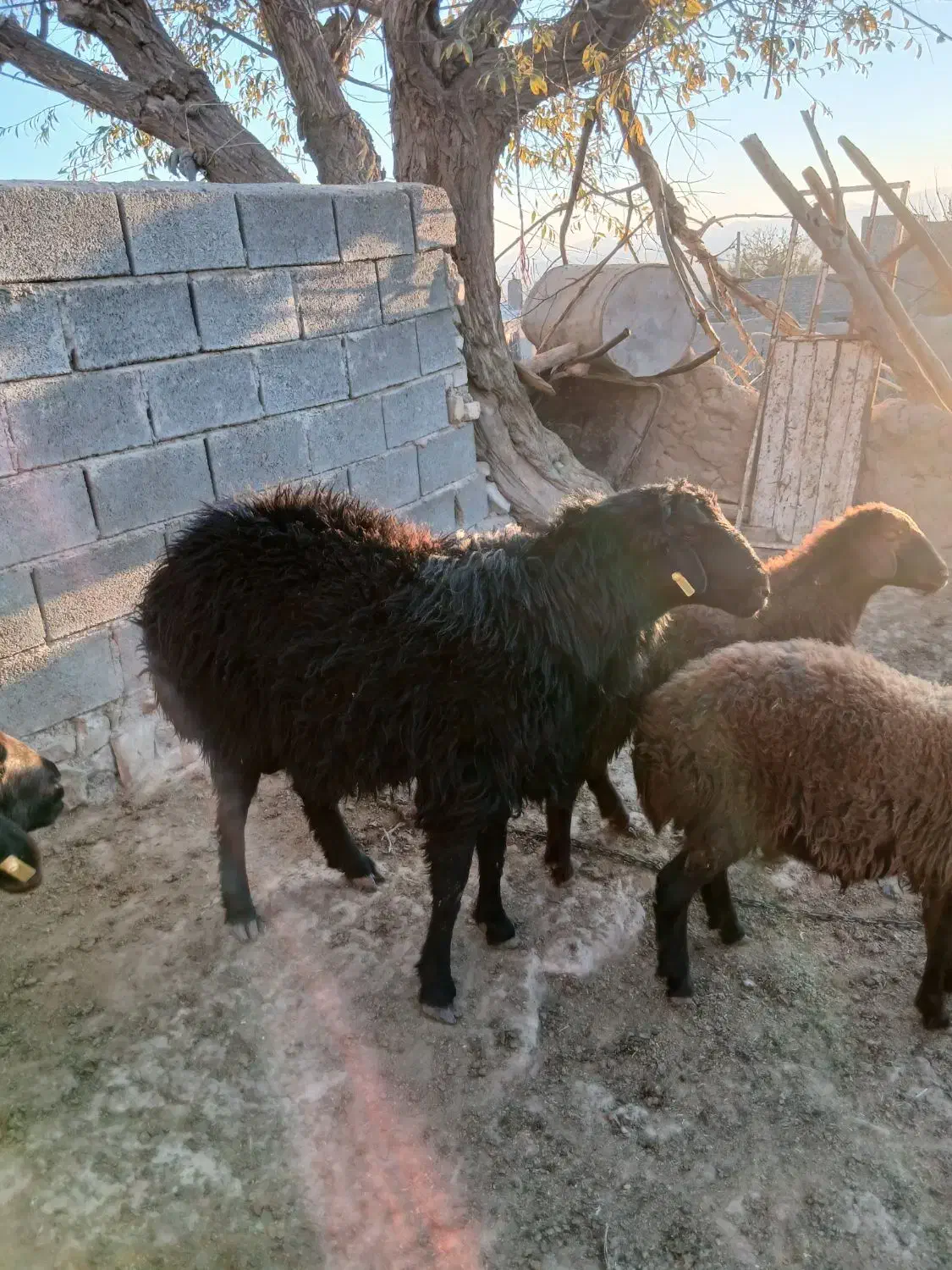 یک راس قوچ همو دوساله  جوان سرحال|حیوانات مزرعه|آبکوه, |دیوار