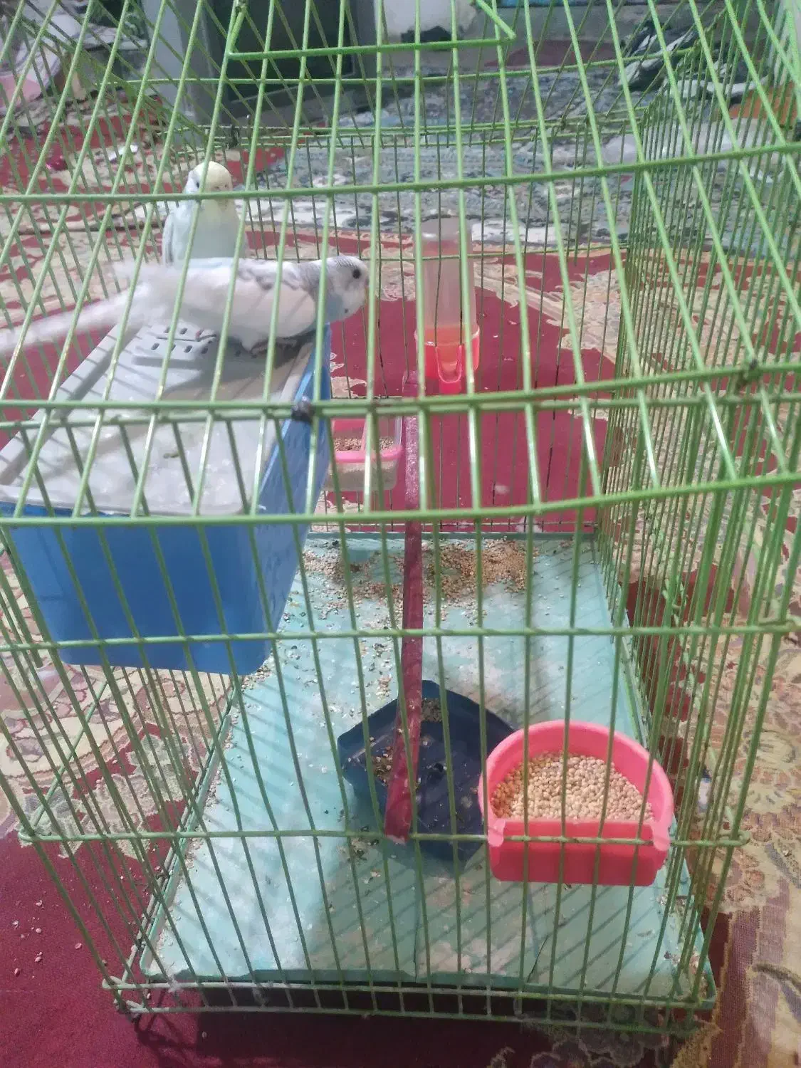 مرغ عشق|پرنده|بجنورد, |دیوار