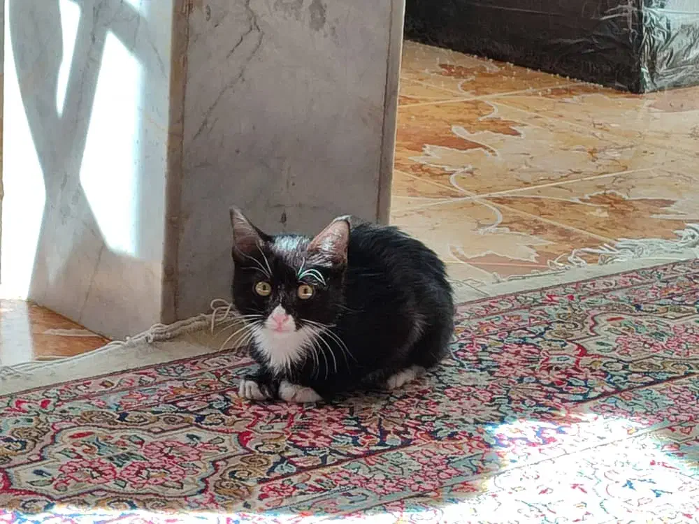 واگذاری رایگان بچه گربه تحتنظرانجمنحمایتازحیوانات|گربه|زاهدان, |دیوار