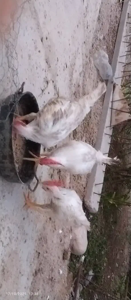 خروس|حیوانات مزرعه|خورموج, |دیوار