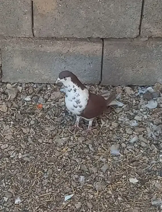 شهری سرخ|پرنده|خرامه, |دیوار