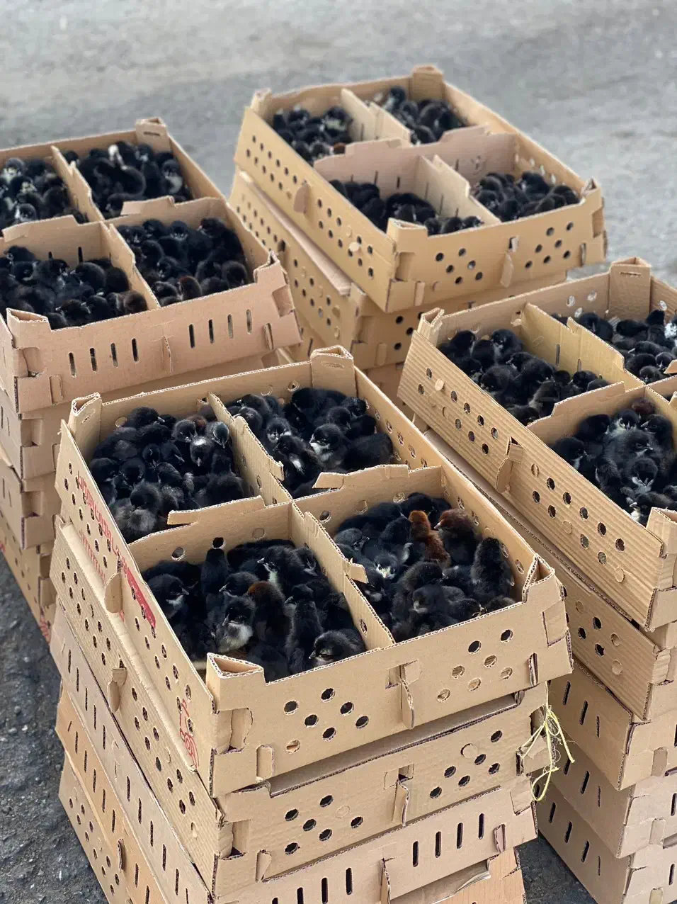 جوجه بلک تمام سیاه|حیوانات مزرعه|کاشان, شهرک فرهنگیان|دیوار