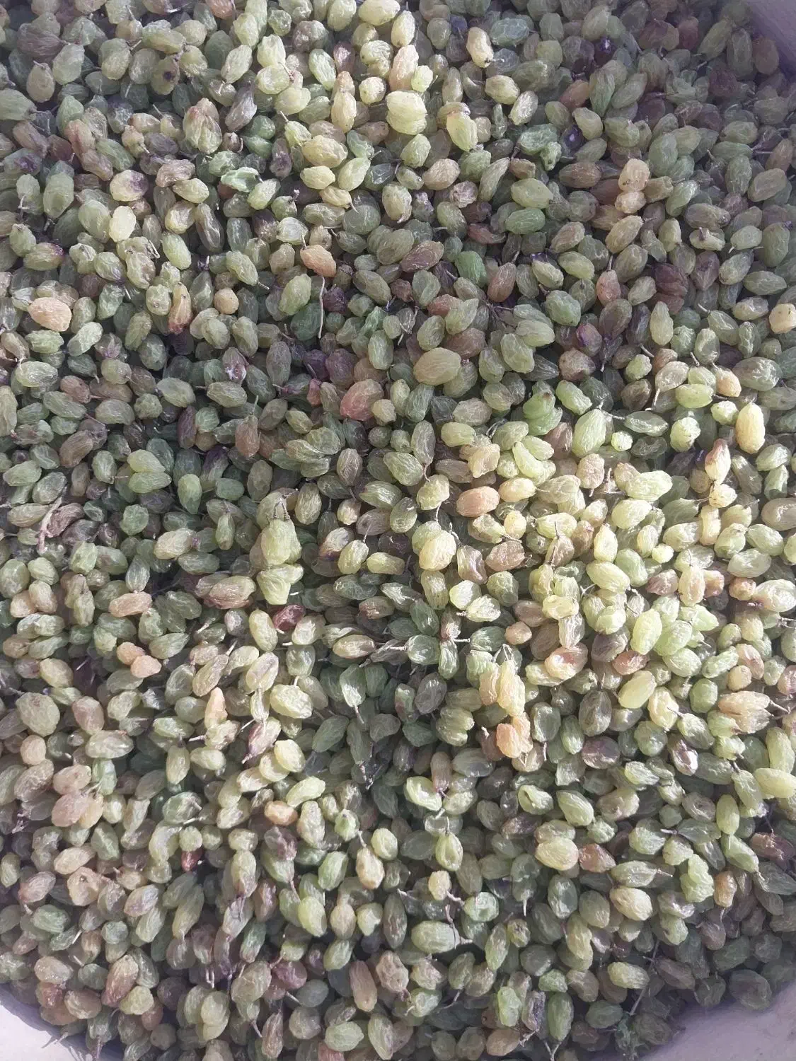 سبز سایه خشک|خوردنی و آشامیدنی|قره چای, |دیوار