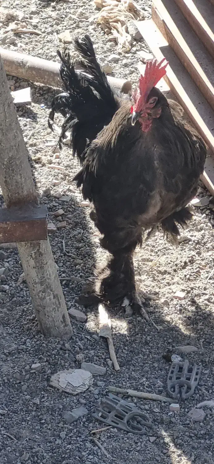 خروس سیاه مرندی و بوقلمون برنز|حیوانات مزرعه|بیرجند, |دیوار