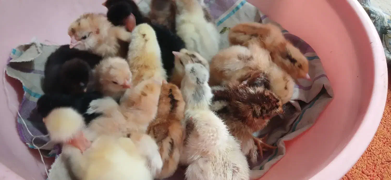 جوجه محلی یک روزه|حیوانات مزرعه|بابل, |دیوار