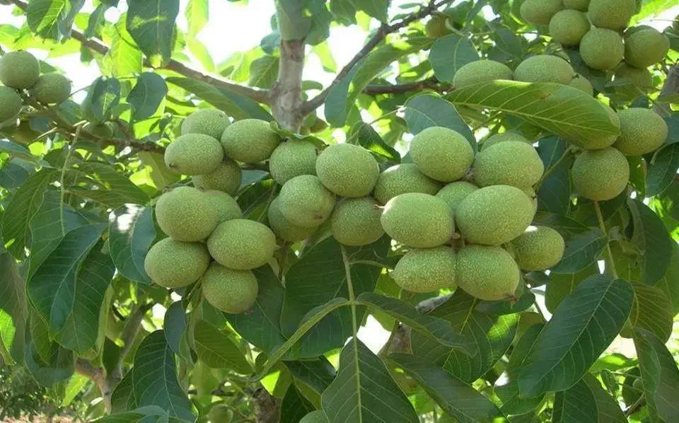 نهالستان مولائی ارقام کمیاب و صنوبر و میوه|خدمات باغبانی و درختکاری|سراب, |دیوار